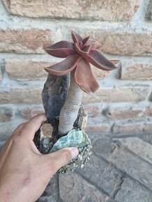 Echeveria atropurpurea bonsai - 6