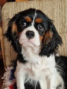 Cavalier King Charles španiel - 6