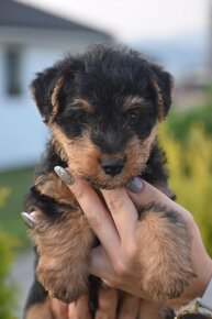 Welsh terrier s PP - 6