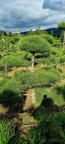 Záhradné bonsaje NIWAKI Pinus nigra - 6