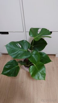 Monstera deliciosa, nová 60 cm - 6