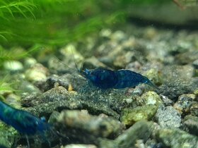 Predám krevetky Neocaridina Blue dream - 6