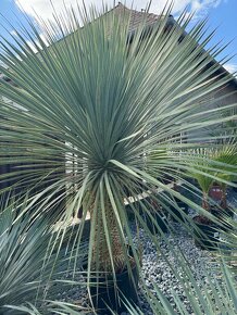 Yucca Rostrata - Juka - mrazuvzdorná palma - 6