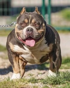 American Bully - 6