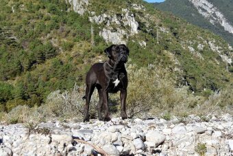 Cane Corso štěňata s FCI PP - 6