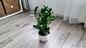 Zamiokulkas (Zamioculcas zamiifolia) - 6