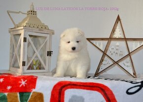 Samojed s PP FCI- LA TORRE ROJA - 6