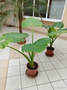 Alocasia slonie ucho - 6