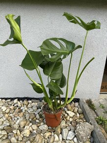 Monstera deliciosa - 6