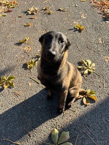 Belgický ovčiak - Malinois - 6