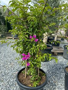 Predám Bougainvillea Color MIX – 30-litrové Bugenvilia - 6