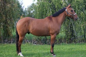 Predam výborného 8 ročného valacha QH s pp - 6