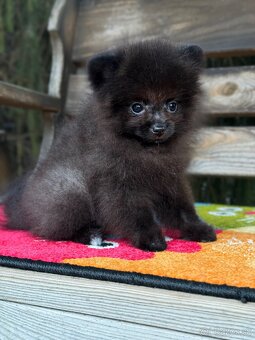 Pomeranian MINI fenečka PP UCI - 6