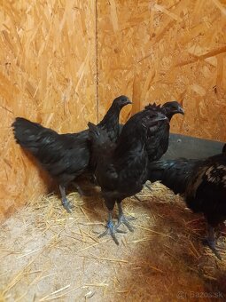 Ayam Cemani - 6