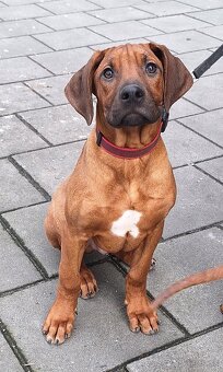 Rhodesian Ridgeback - 6