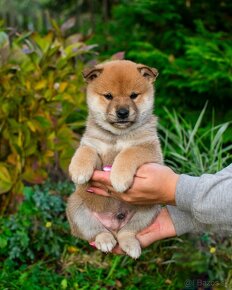 Shiba inu s FCI PP - 6