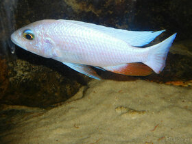 SCIAENOCHROMIS FRYERI SNOW WHITE - 6