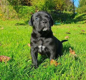 Cane Corso s PP - 6