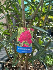 Predám lacno oleandre - Nerium Oleander rojo, rosa, amarillo - 6