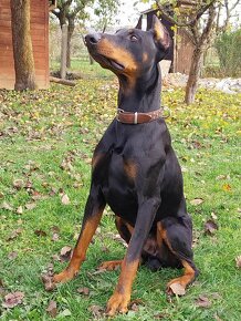 DOBERMAN NA KRYTIE - 6