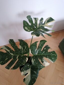 Monstera thai constalation - 6