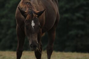 Black Appaloosa colt - 6