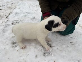 Predám šteniatka jack russel teriér x Stafford terier - 6