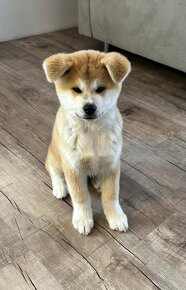 Šteniatka AKITA INU s rodokmeňom - 6