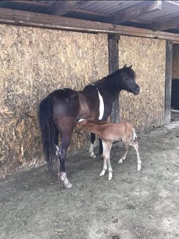 Pony kobylka vhodná pre deti - 6