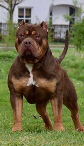 American bully XL, pitbull xxl - 6