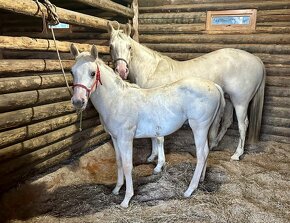 Prodám QH APHA palomino/overo hřebečka - 6