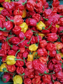 Predavame HABANERO chilli papričky čerstvé - 6