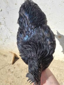 Kohúty Ayam cemani, Maranska medenokrká - 6