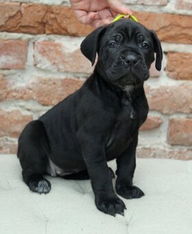 Cane corso PP šteniatka - 6