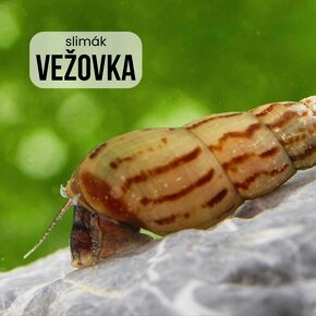 Slimáky Kotúľka Levatka Vežovka 10ks - 6