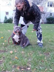 American bully - 6