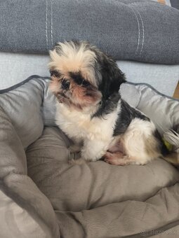 Predám šteniatka shih-tzu, šicu, shi-tzu, ši-cu - 6