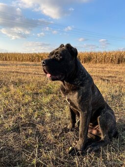 BANDOG,BANDOGGEE MASTIFF,AMERICAN BANDOG MASTIFF NA KRYTIE - 6