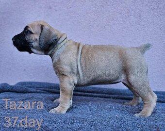 Boerboel - štěňata s PP (FCI) - 6