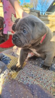 Cane corso šteniatká - 6