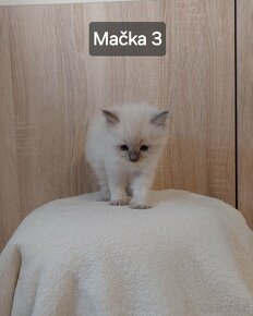 Ragdoll mačiatka - 6