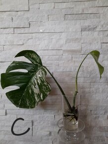 Monstera albo variegata - 6