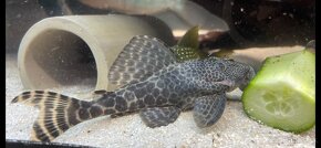 Pleco Hypostomus Plecostomoides - 6