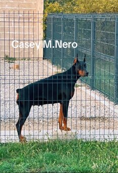 KUPIROVANÉ ŠTENIATKA DOBERMANA S PP FCI - 6