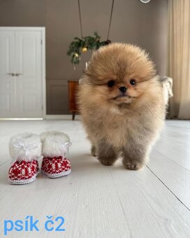 Pomeranian Boo - 6