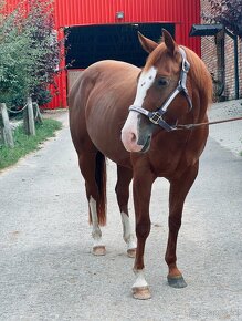 Predám kobylku quarter horse QH - 6