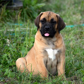 búrský buldok- boerboel - 6