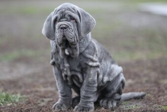 Neapolský mastiff, - 6