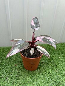 Philodendron pink Princess - 6