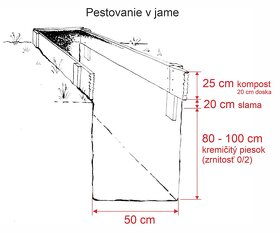 Svetelný koreň - semiačka - pacibuľky na sadbu 21 ks - 6